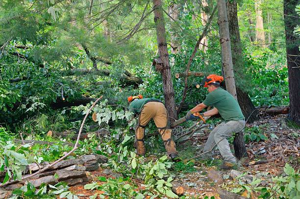 The Steps Involved in Our Tree Care Process in Grant, MI